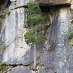 trees can grow in the most challenging places